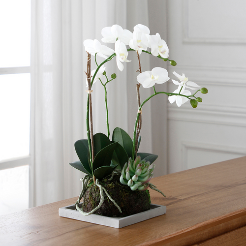 Sia Deco Orchidee En Succulenten Compositie - wit - H43 - vtwonen shop