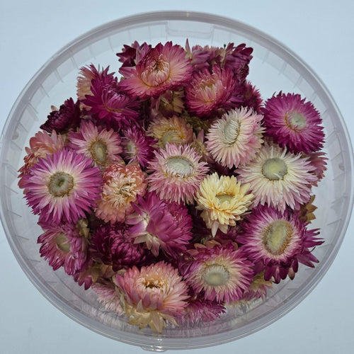 Koppen Roze Helichrysum - Strobloemen | In hersluitbare emmer | Gewicht ± 100 gram - vtwonen shop