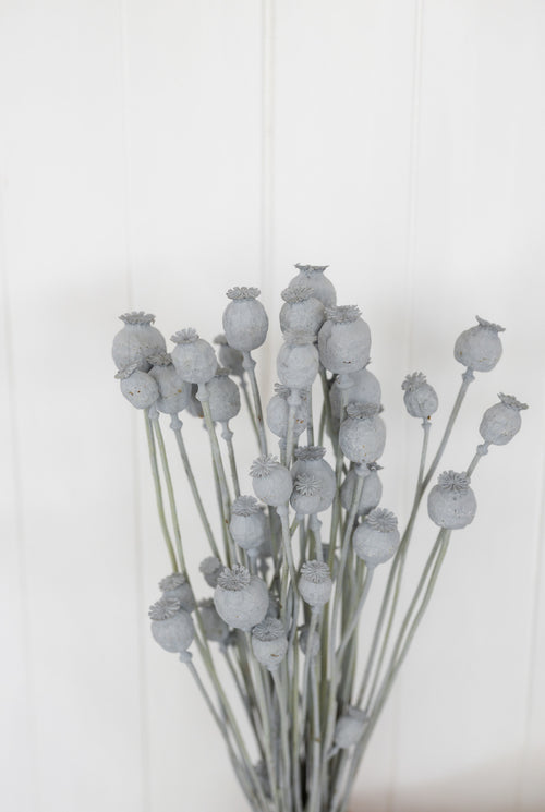 My Flowers.shop Grey Misty gedroogde Slaapbol | Grey Misty Papaver Somniferum droogbloemen | Lengte ± 65 centimeter | Per bos - vtwonen shop