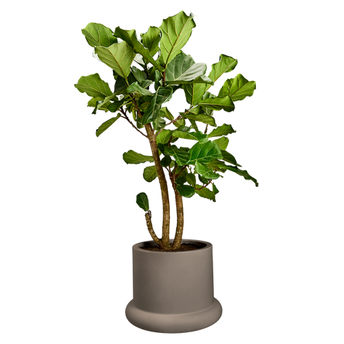 elho lana 56 burnt umber | Bloempot | Trendgericht premium statementdesign
