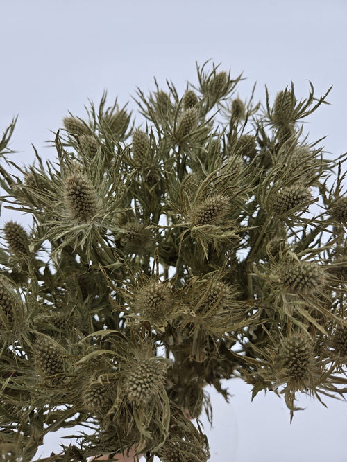 My Flowers.shop Witte gedroogde Kruisdistels | Naturel witte Eryngium droogbloemen | Lengte ± 70 centimeter | Per bos te bestellen - vtwonen shop