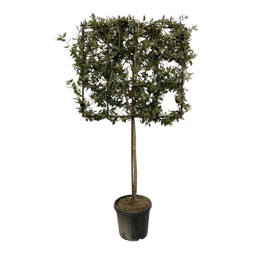 Trendyplants - Quercus ilex boom op rek - Tuinplant - Steeneik - Hoogte 215-235 cm - Potmaat Ø40cm - vtwonen shop