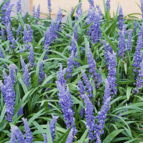 Trendyplants - Liriope muscari 'Big Blue' - 12 stuks - Leliegras - Winterhard - Hoogte 10-25cm - Potmaat Ø9cm - vtwonen shop