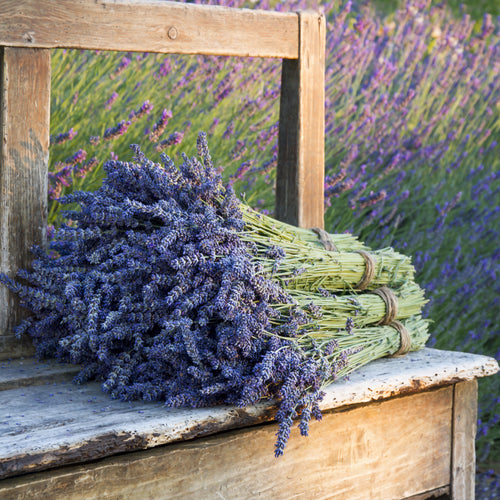 My Flowers.shop Twee bossen gedroogde Lavendel | 100 gram per bos | Super Deal - vtwonen shop