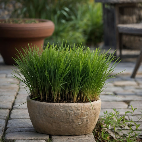 Plant in a Box kamerplant Cyperus Kattengras - hoogte 30-40cm - pot 12cm - vtwonen shop