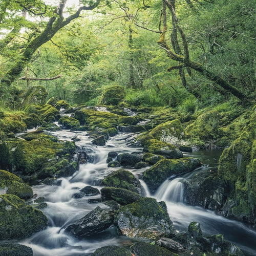 Sanders & Sanders fotobehang bos groen - 400 x 250 cm - 612520