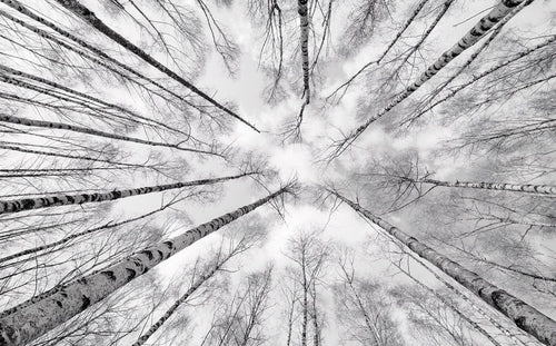 Sanders & Sanders fotobehang bos zwart wit - 450 x 280 cm - 612675 - vtwonen shop