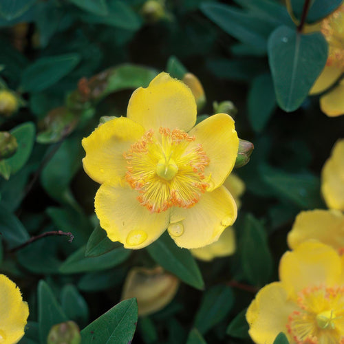 Trendyplants - Hypericum calycinum - 20 stuks - Herfsthooi - Winterhard - Hoogte 10-25cm - Potmaat Ø9cm - vtwonen shop