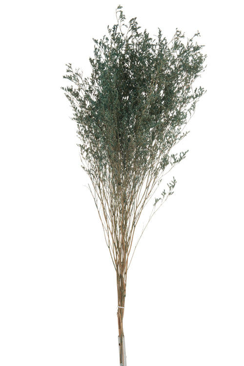 J-Line droogbloemen - Bundel Lamsoor - grijsblauw - 12 stuks