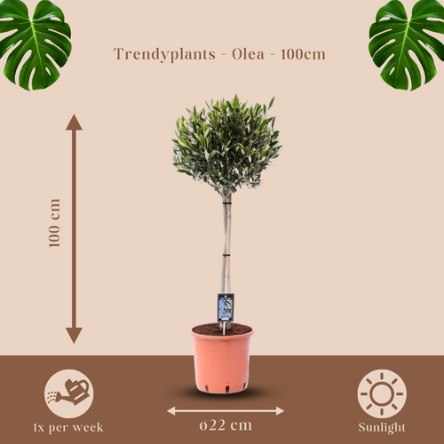 Trendyplants - Olea Olijf - Olijfboom - Tuinplant - Hoogte 90-110 cm - Potmaat Ø22cm - vtwonen shop