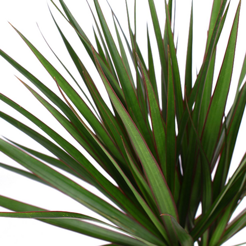 Trendyplants - Dracaena Marginata - ↨120cm - Ø21cm inclusief elho Greenville Round bruin Ø24cm x ↨23cm - vtwonen shop