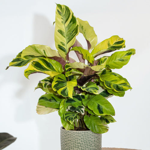 Plant in a Box Calathea Fusion Yellow - Luchtzuiverend - Kamerplant - Pot 14cm - Hoogte 30-40cm - vtwonen shop