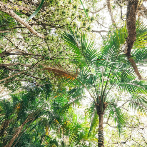 Sanders & Sanders fotobehang jungle groen - 450 x 280 cm - 612706