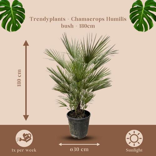 Trendyplants - Chamaerops Humilis struik - Hoogte 170-190 cm - Europese Dwergpalm - Winterhard - Tuinplant - Potmaat Ø30cm - vtwonen shop