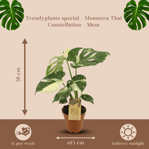 Trendyplants special - Monstera Thai Constellation Kamerplant - Hoogte 40-60 cm - Potmaat Ø15cm - vtwonen shop