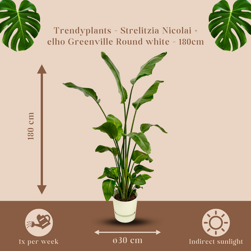 Trendyplants - Strelitzia Nicolai inclusief elho Greenville Round wit - 170 cm - Ø30cm - vtwonen shop