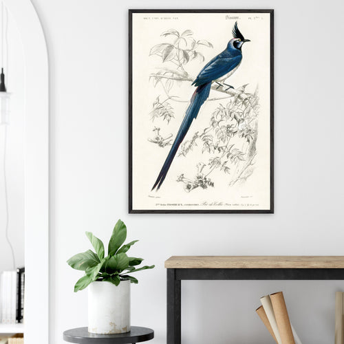 Artfulprints Poster met Lijst Charles Dessalines d'Orbigny - Black-throated magpie-jay (pica colliei)   - 50x70 cm - Blauw