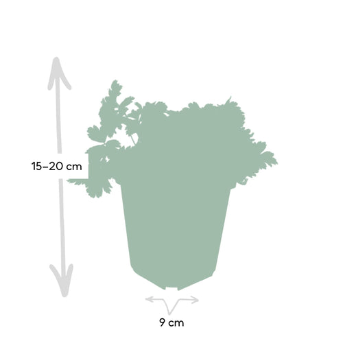 Trendyplants - Waldsteinia ternata - 40 stuks - Goudaardbei - Winterhard - Hoogte 10-25cm - Potmaat Ø9cm - vtwonen shop