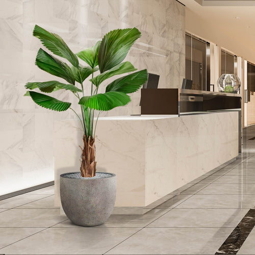 Maxifleur Licuala kunstpalm 140cm