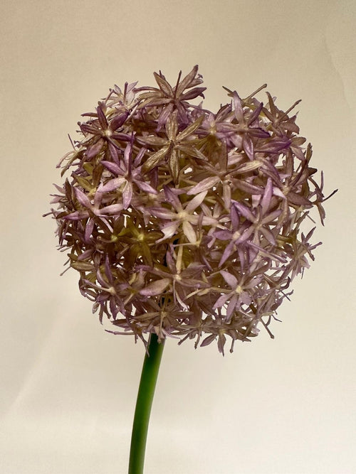 My Flowers.shop Lilakleurige Allium zijden bloem | Lengte 76 centimeter | Per stuk - vtwonen shop