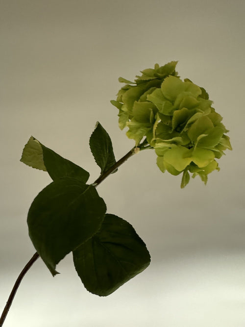 My Flowers.shop Groene zijden Hortensia | Zijden bloemen | Lengte 80 centimeter | Per stuk - vtwonen shop