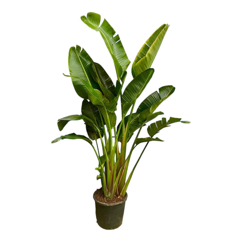 Trendyplants - Strelitzia Augusta multi stam - Paradijsvogelbloem - Kamerplant - Hoogte 240-260 cm - Potmaat Ø50cm - vtwonen shop