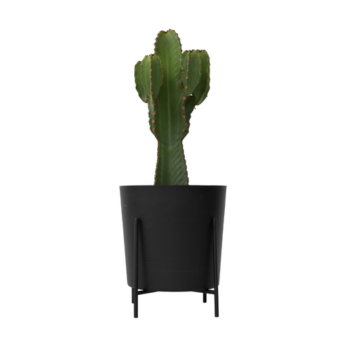 Plant in a Box Euphorbia Ingens 'cowboycactus' XL - cactus - pot 24cm - hoogte 85-95cm - vtwonen shop