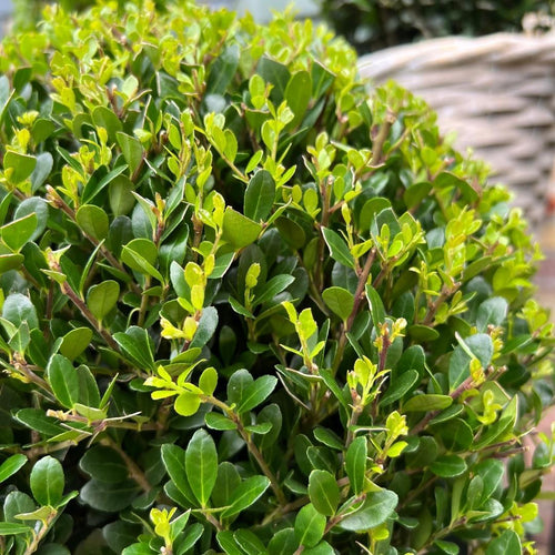 Trendyplants - Ilex crenata 'Jenny' in houten pot - Buxus bol - set van 2 stuks  - Winterhard - Hoogte 25-45 cm - Potmaat Ø20cm - vtwonen shop