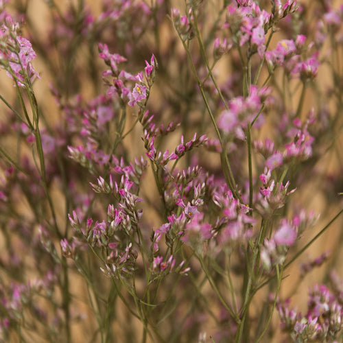 My Flowers.shop Oudroze gedroogde Zeelavendel | Oudroze Limonium Diamond droogbloemen  | Lengte ± 70 cm | Per 5 stelen - vtwonen shop