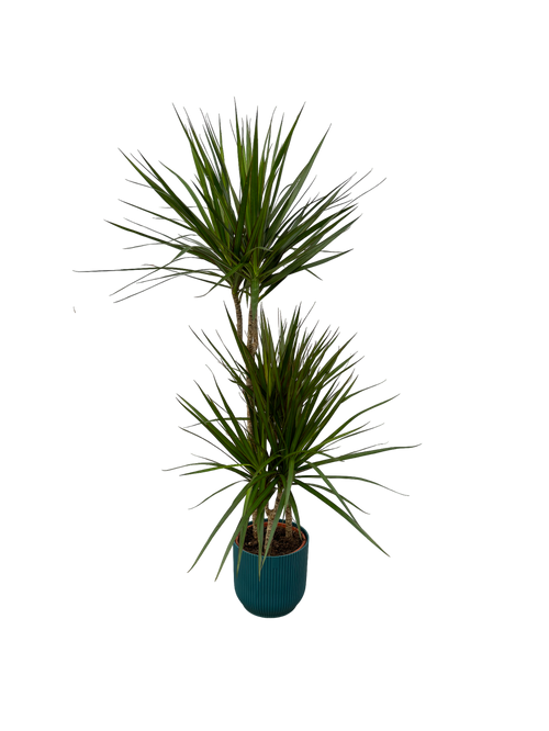 Trendyplants - Dracaena Marginata - ↨120cm - Ø21cm inclusief elho Vibes Fold Round blauw Ø22cm x ↨20cm - vtwonen shop