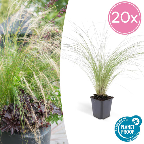 Trendyplants - Stipa tenuissima 'Ponytails' - 20 stuks - Vedergras - Winterhard - Hoogte 10-25cm - Potmaat Ø9cm - vtwonen shop