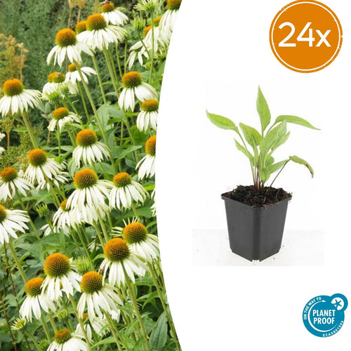 Trendyplants - Echinacea p. 'White Swan' - 24 stuks - Zonnehoed - Winterhard - Hoogte 10-30 cm - Potmaat Ø9cm - vtwonen shop