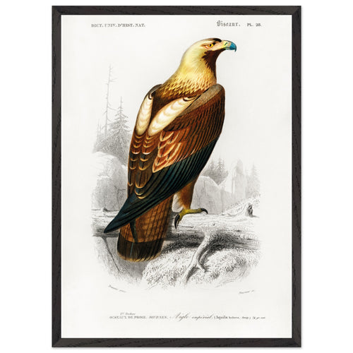 Artfulprints Poster met Lijst Charles Dessalines d'Orbigny - Eastern imperial eagle (aquila heliaca)   - 50x70 cm - Bruin