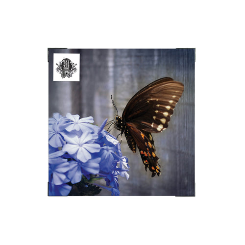 Art for the Home Buitencanvas - Vlinder op een bloem - 50x50cm