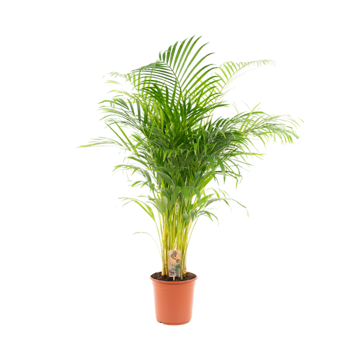 Trendyplants - Areca palm - Goudpalm - Kamerplant - Hoogte 120-140 cm - Potmaat Ø24cm - vtwonen shop