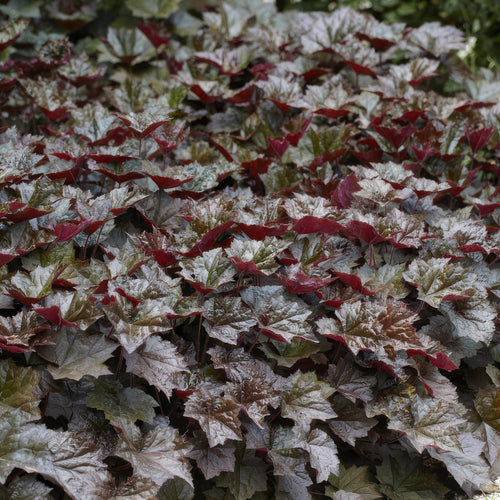 Trendyplants - Heuchera micrantha 'Palace Purple' - 40 stuks - Purperklokje - Winterhard - Hoogte 20-30 cm - Potmaat Ø9cm - vtwonen shop