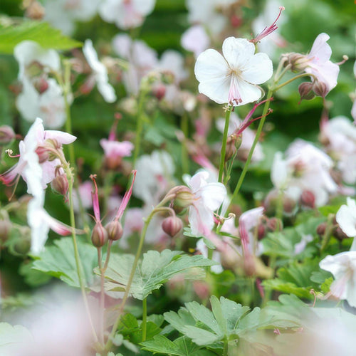 Trendyplants - Geranium cantabrigiense 'Biokovo' - 12 stuks - Ooievaarsbek - Winterhard - Hoogte 10-25cm - Potmaat Ø9cm - vtwonen shop