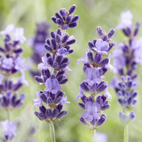 Trendyplants - Lavandula 'Hidcote' - 6 stuks - Lavendel  - Winterhard - Hoogte 10-25 cm - Potmaat Ø9cm - vtwonen shop