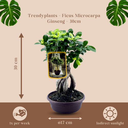 Trendyplants - Ficus Microcarpa Ginseng - Bonsai - Kamerplant - Hoogte 20-40 cm - Potmaat Ø17cm - vtwonen shop