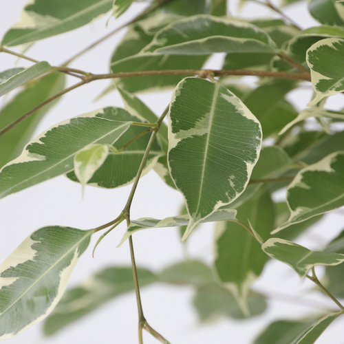 Plant in a Box kamerplant Ficus Benjamina Twilight - hoogte 100-110cm - pot 21cm - vtwonen shop