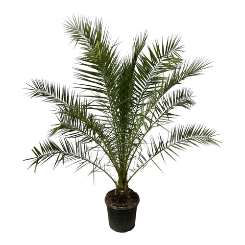 Trendyplants - Phoenix Canariensis - Hoogte 280-320 cm - Dadelpalm - Winterhard - Potmaat Ø40cm - vtwonen shop