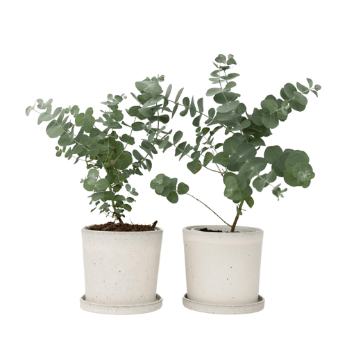 Plant in a Box kamerplant Eucalyptus Pulverulenta - hoogte 25-40cm - pot 13cm - vtwonen shop