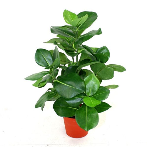 Maxifleur Clusia kunstplant 40cm in pot 10cm