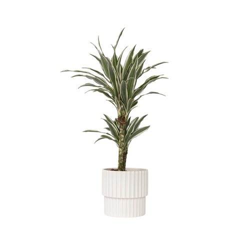 Plant in a Box kamerplant Dracaena deremensis White Stripe - hoogte 60-70cm - pot 17cm - vtwonen shop