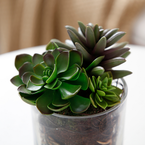 Sia Deco Succulentenmix In Vaas - groen - transparant - H17 - vtwonen shop