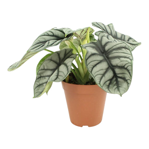 Trendyplants special - Alocasia Silver Dragon - Kamerplant - Hoogte 35-55 cm - Potmaat Ø12cm - vtwonen shop