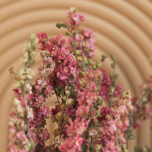 My Flowers.shop Roze gedroogde Ridderspoor | Roze Delphinium droogbloemen | Lengte ± 70 centimeter | Per bos - vtwonen shop