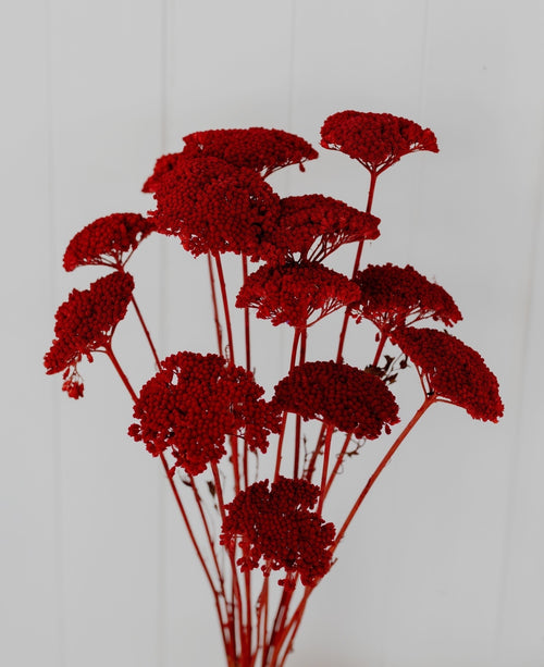 My Flowers.shop Rood gedroogd Duizendblad | Rode Achillea Parker droogbloemen | 10 stelen per bos | Lengte 65 centimeter - vtwonen shop