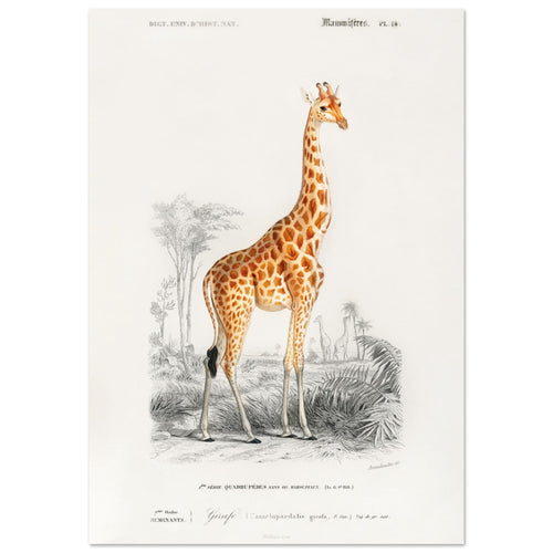 Artfulprints Poster Charles Dessalines d'Orbigny - Giraffe (giraffa camelopardalis)   - 30x40 cm - Oranje