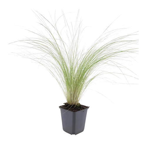 Trendyplants - Stipa tenuissima 'Ponytails' - 40 stuks - Vedergras - Winterhard - Hoogte 10-25cm - Potmaat Ø9cm - vtwonen shop